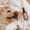 „Apsauginis“ aromaterapinis purškalas šunimas